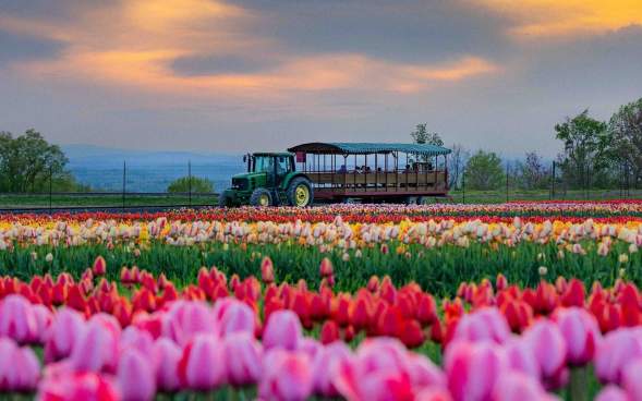 Tractor driving in the background of a tulip field at Lakeland Orchard