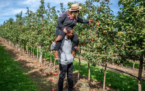 A couple picking apples at Lakeland Orchard & Cidery