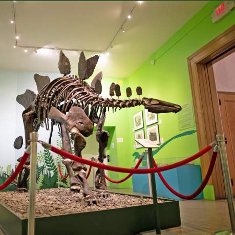 Everhart Museum dinosaur