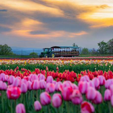 Tractor driving in the background of a tulip field at Lakeland Orchard