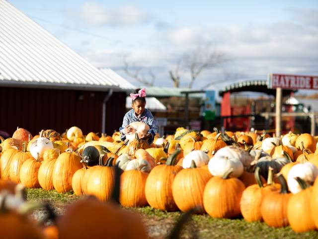 Little girl picking a pumpkin at Roba Family Farms in North Abington Township, PA