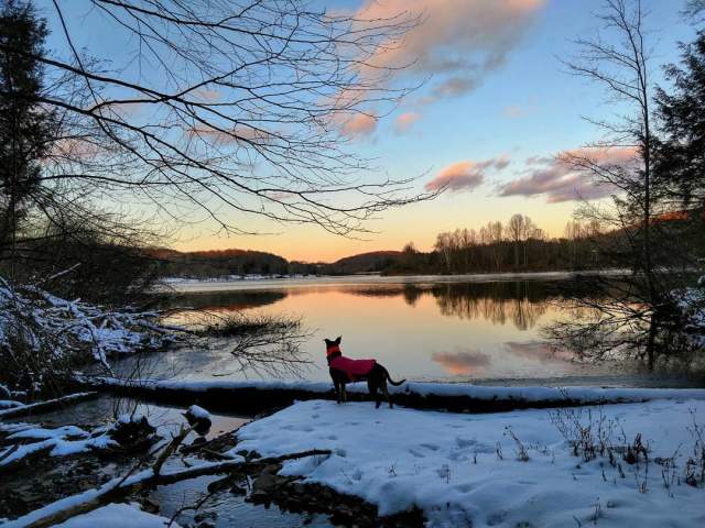 Dog standing in winter forest at Lackawanna State Park