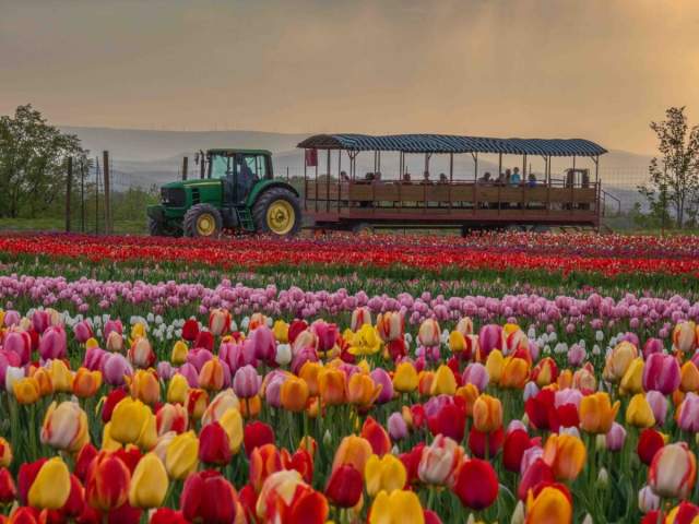 A tractor driving in the background of a tulip field at Lakeland Orchard
