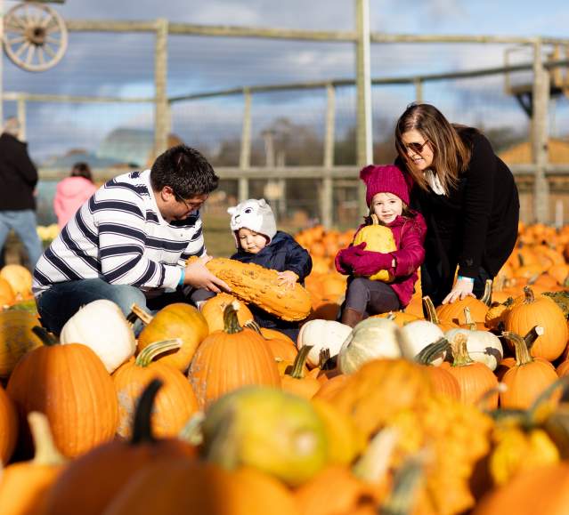 A family picking pumpkins at Roba Family Farms