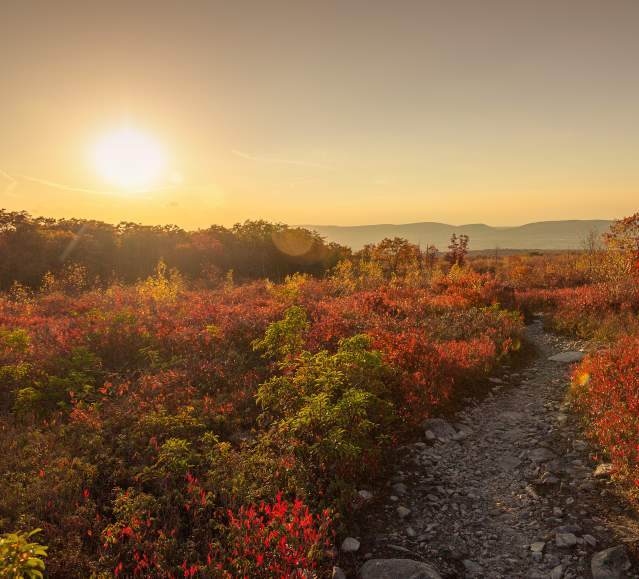 Fall Foliage at Eales Preserve at Moosic Mountain