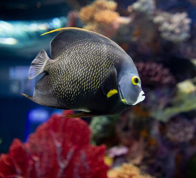 Fish at the Electric City Aquarium in Downtown Scranton, PA