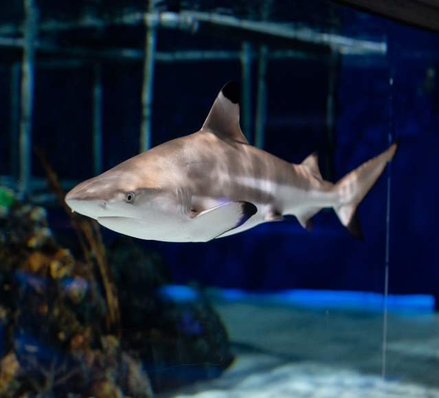 Shark at the Electric City Aquarium & Reptile Den