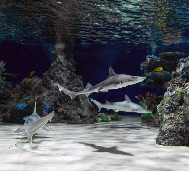 Sharks swimming at the Electric City Aquarium & Reptile Den in downtown Scranton, PA