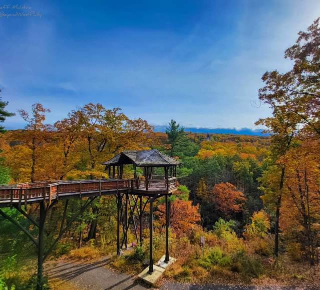 Fall Foliage at Nay Aug Park's Treehouse