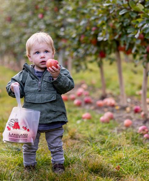 Apple picking at Lakeland Orchard & Cidery in Scott Township, PA