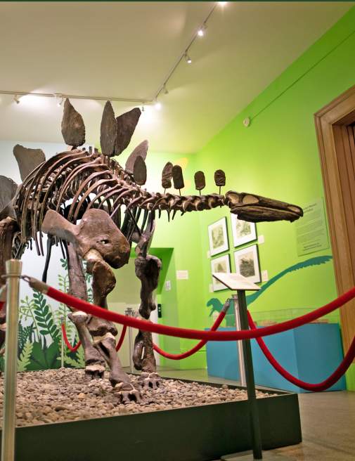 Everhart Museum dinosaur