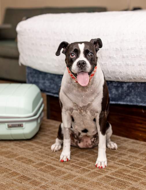 Dog Friendly Room at the Hampton Inn Scranton Montage