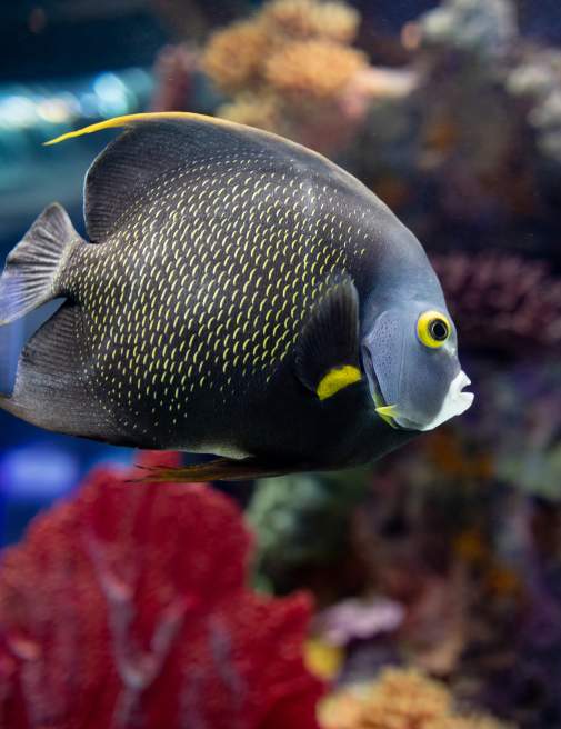 Fish at the Electric City Aquarium in Downtown Scranton, PA