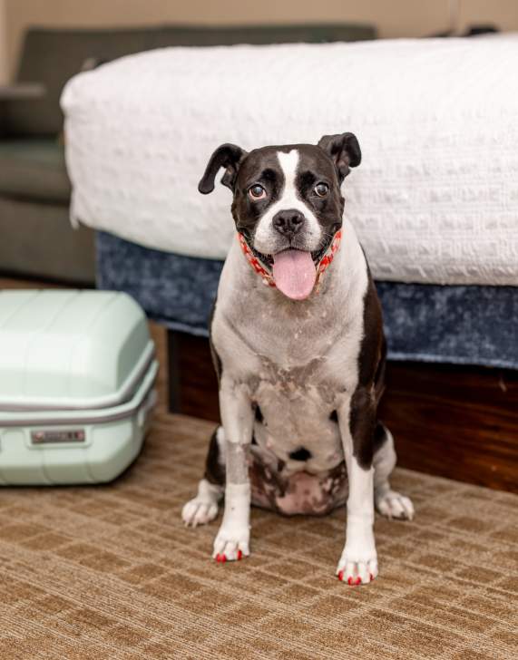 Dog Friendly Room at the Hampton Inn Scranton Montage