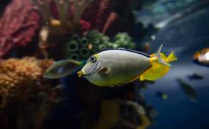 Fish at the Electric City Aquarium in Downtown Scranton, PA