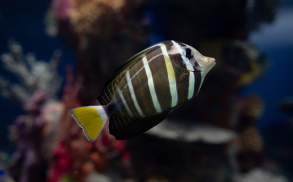 Fish at the Electric City Aquarium in Downtown Scranton, PA