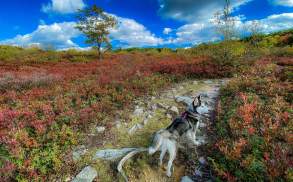 Dog on a hiking trail amidst fall foliage at Eales Preserve at Moosic Mountain in Jessup, PA