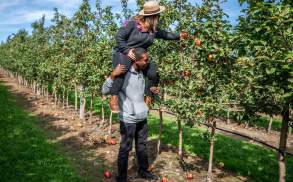 A couple picking apples at Lakeland Orchard & Cidery