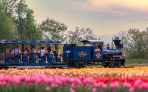 The Lakeland Express driving through a tulip field at Lakeland Orchard