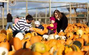 A family picking pumpkins at Roba Family Farms