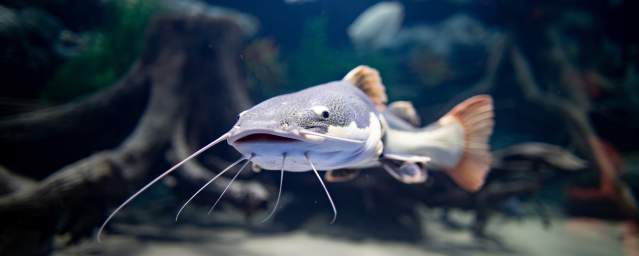 Fish at the Electric City Aquarium in Downtown Scranton, PA