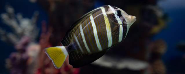 Fish at the Electric City Aquarium in Downtown Scranton, PA