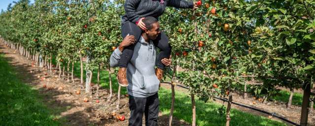 A couple picking apples at Lakeland Orchard & Cidery