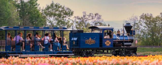 The Lakeland Express driving through a tulip field at Lakeland Orchard