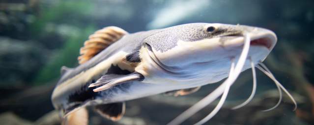 The Electric City Aquarium in Scranton, PA