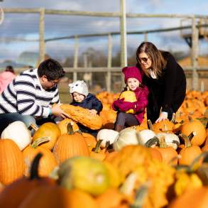 A family picking pumpkins at Roba Family Farms