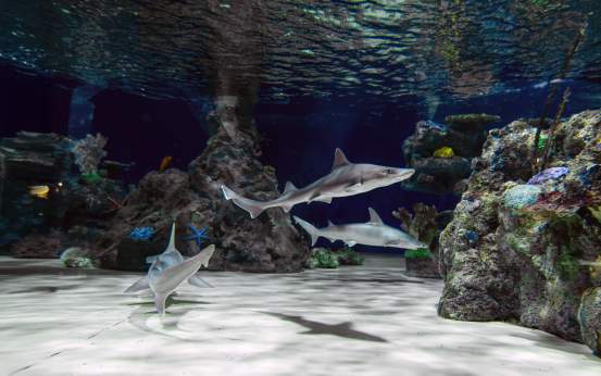 Sharks at the Electric City Aquarium & Reptile Den in Scranton, PA