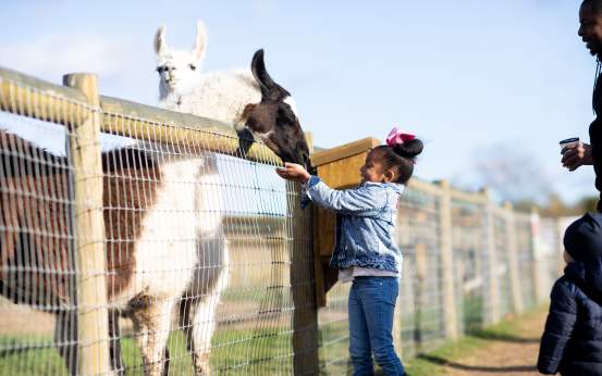 Little girl feeding a llama at Roba Family Farm in North Abington Twp, PA