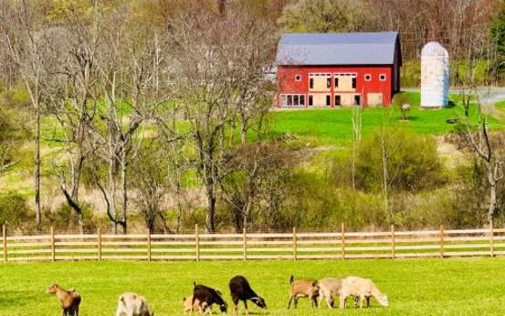 Indraloka Animal Sanctuary in Dalton, PA