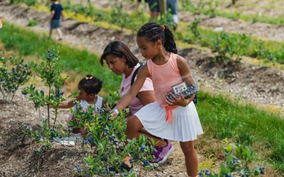 A family picking blueberries at Summer Fest at Lakeland Orchard & Cidery in Scott Township, PA