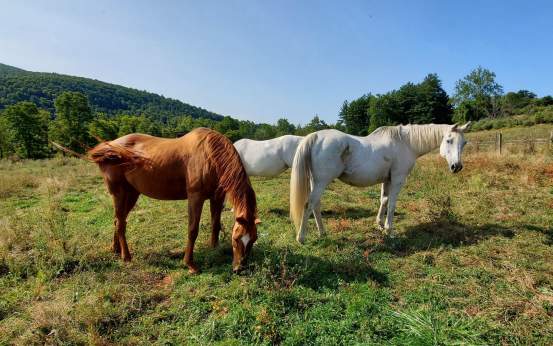 Indraloka Animal Sanctuary in Dalton, PA