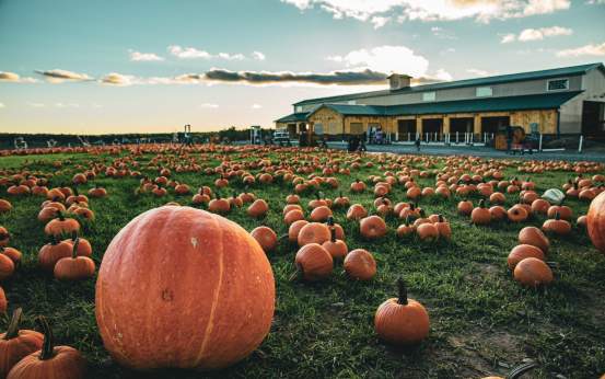 Lakeland Orchard & Cidery