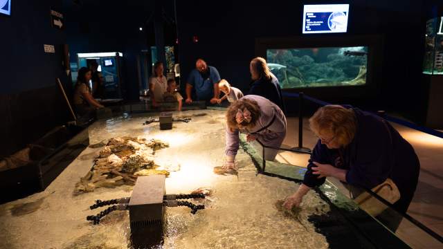 People at the touch tank in the Electric City Aquarium in Downtown Scranton, PA