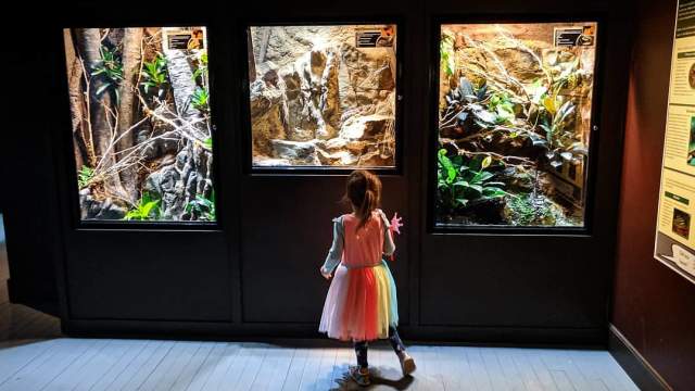 Child standing in front of reptile display window at the Electric City Aquarium & Reptile Den in downtown Scranton, PA