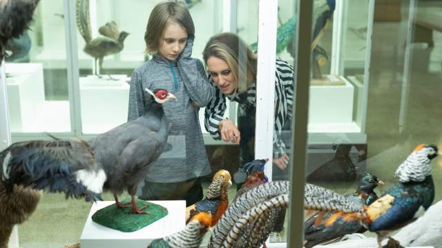 The Bird Gallery at the Everhart Museum in Scranton, PA
