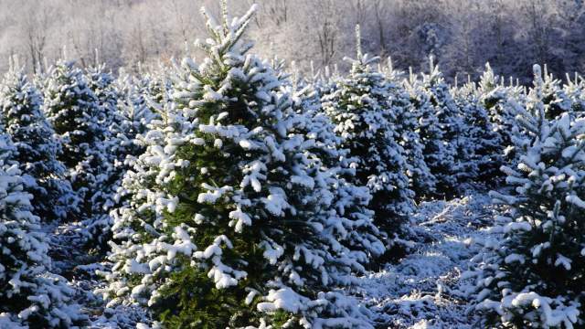 The Christmas Tree Farm at Roba Family Farms in North Abington Township, PA
