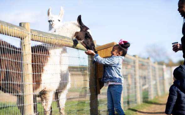 Little girl feeding a llama at Roba Family Farm in North Abington Twp, PA