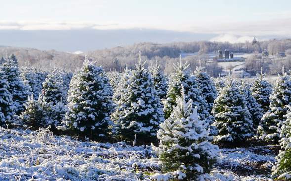 Christmas Tree Farm with snow at Lakeland Orchard & Cidery in Scott Township, PA