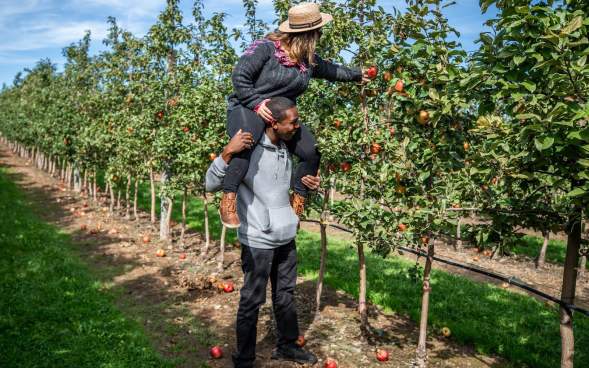 A couple picking apples at Lakeland Orchard & Cidery