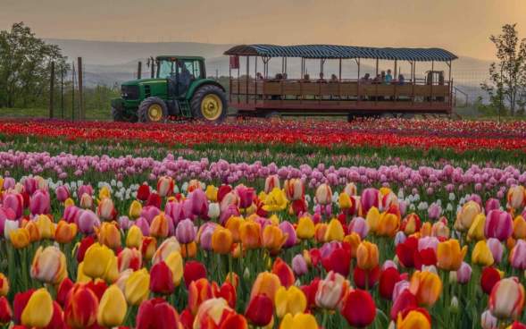 A tractor driving in the background of a tulip field at Lakeland Orchard