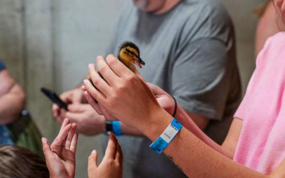 A baby chick at Lakeland Orchard & Cidery in Scott Township, PA