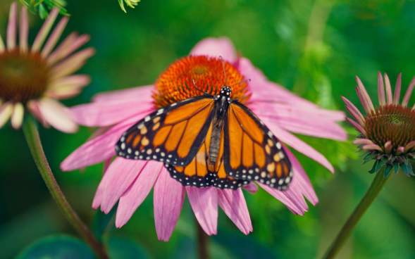 A photo of a butterfly resting on a flower