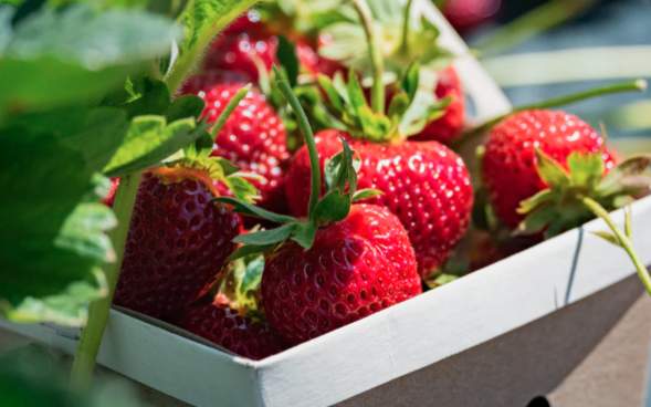 A basket of strawberries at Lakeland Orchard & Cidery in Scott Township, PA