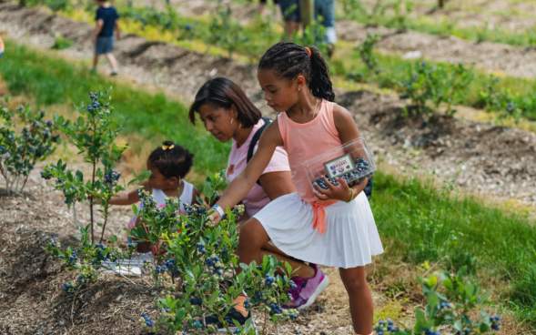 A family picking blueberries at Summer Fest at Lakeland Orchard & Cidery in Scott Township, PA