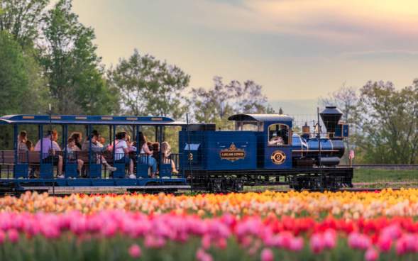 The Lakeland Express driving through a tulip field at Lakeland Orchard