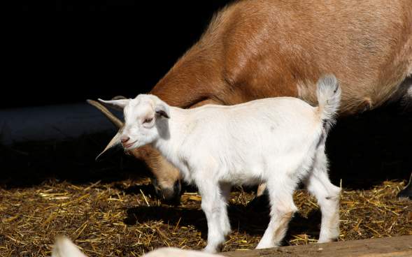 A baby goat at Lakeland Orchard & Cidery in Scott Township, PA